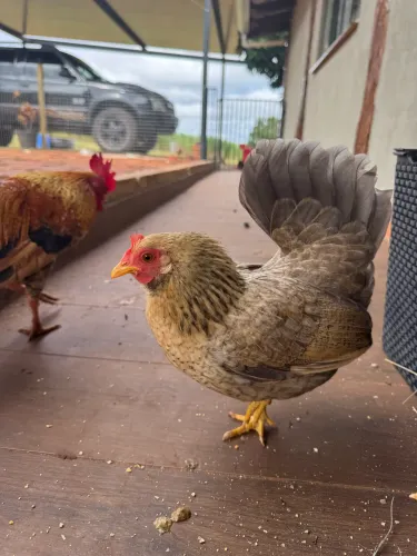 Lote 3 Galinhas garnisés