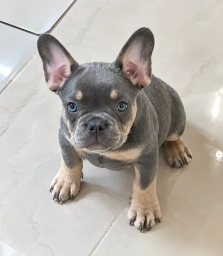 Bulldog francês