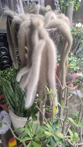 Planta Rabo de Macaco