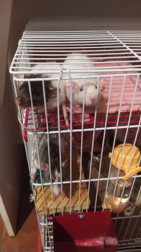 Rato Twister Fêmeas