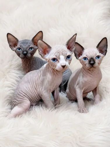 SPHYNX DISPONÍVEIS RESERVA
