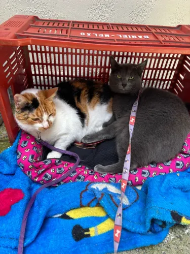 Gatas para adotar 