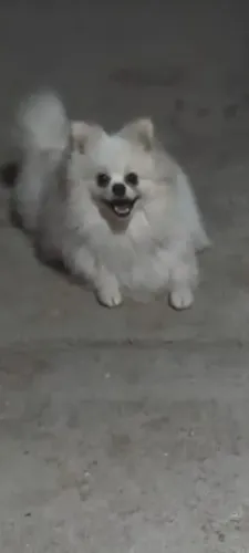 Lulu da pomerania 10 meses. Macho.$2.500 zap *30