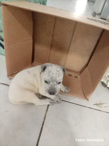 Filhote de American bully