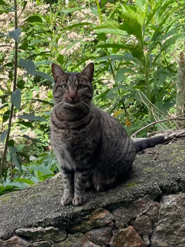 Gata Tigrada Para Doação