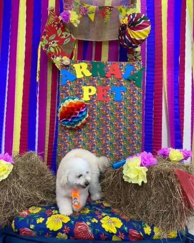 Cachorro Poodle 