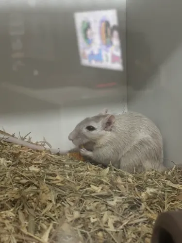 Gerbil Esquilo da Mongólia