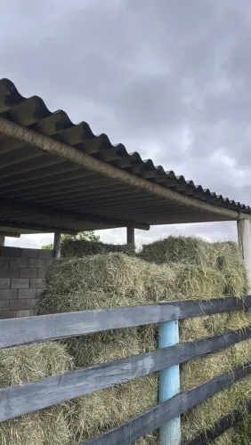 FENO VERDINHO À VENDA!