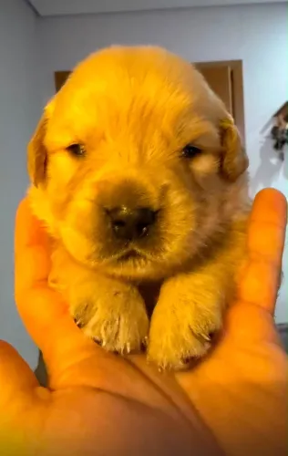 Filhote golden retrievel
