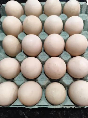 Ovos de pata férteis 