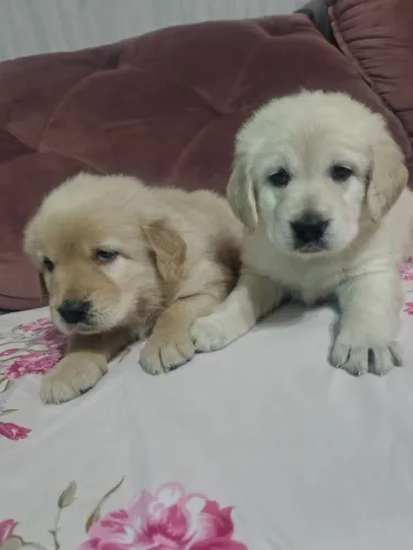 Filhotes de Golden Retriever