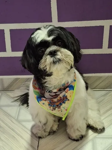 Doação de cachorro shitzu 