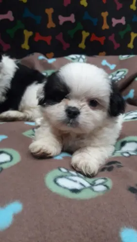 Shih tzu