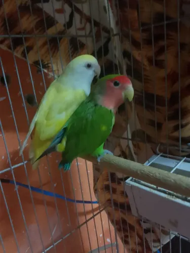 Gaiola