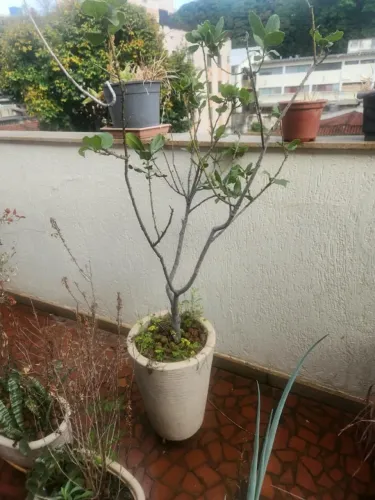 Vaso de Planta de Louro