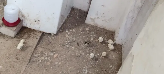 Pintinhos ?