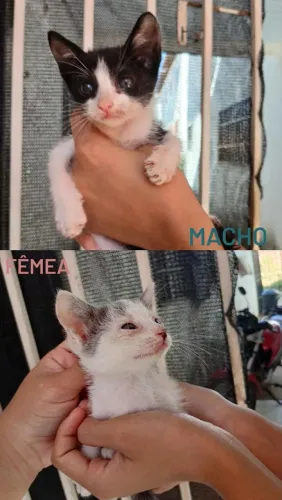 Doação responsável de gatinhos