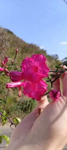 Trapadeira Ipomeia Rosa Florescendo + Vaso Grande