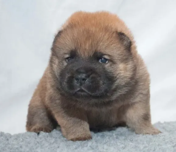Chow Chow,Chow Chow Filhote Disponível Entrega Facilitada