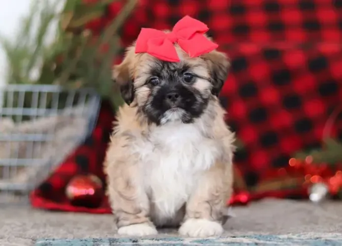Filhotes de Lhasa Apso saudáveis! Fale comigo no WhatsApp!