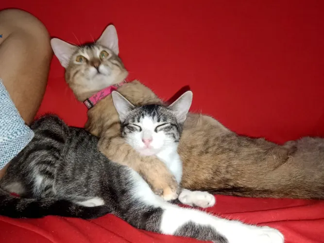 Doação 2 Gato 