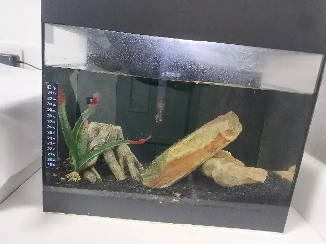 Aquario lindo completo pronto para aproveitar
