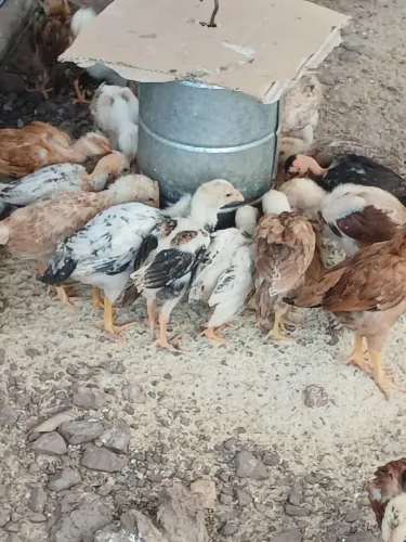  PINTINHOS 100% CAIPIRA