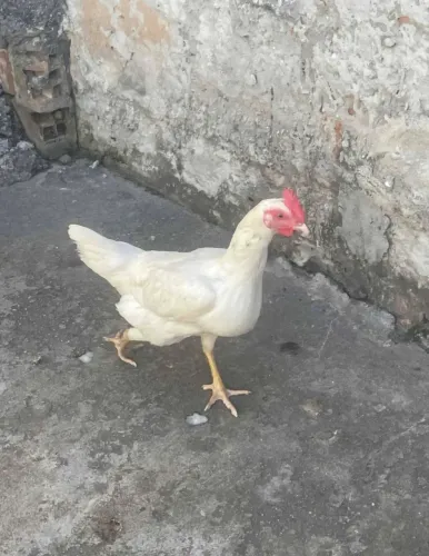 Galinha
