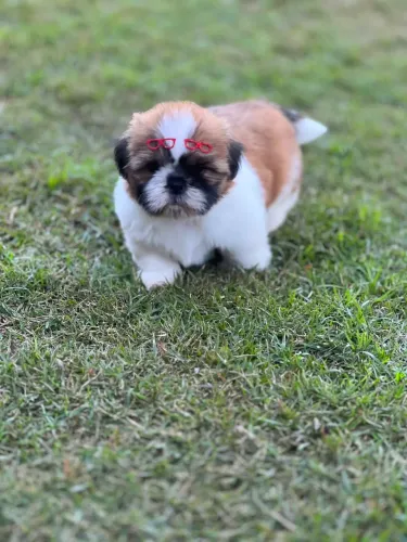 SHIHTZU FÊMEA PADRÃO EUROPEU