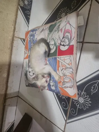 Gatinho para adoção