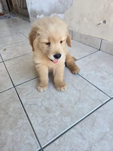 Golden retriever