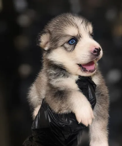 HUSKY SIBERIANO