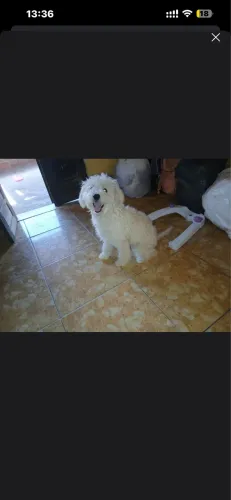 Doação de cachorrinha 7 meses poodle