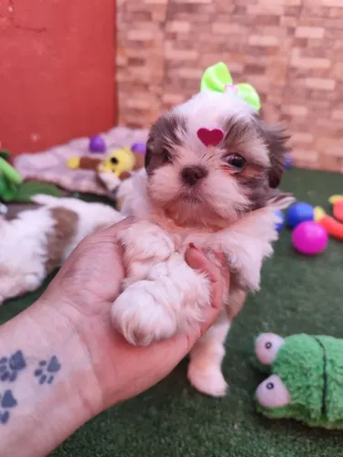 Filhotes de shih Tzu