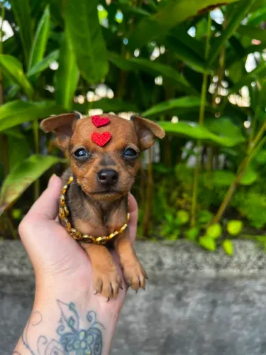 Fêmea de Pinscher 00