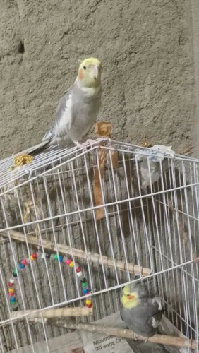 Gaiola para calopsita