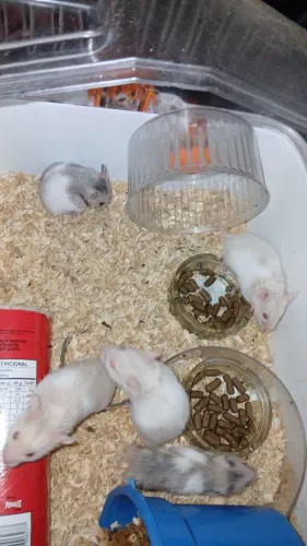 Filhotes de hamster da raça sirio 