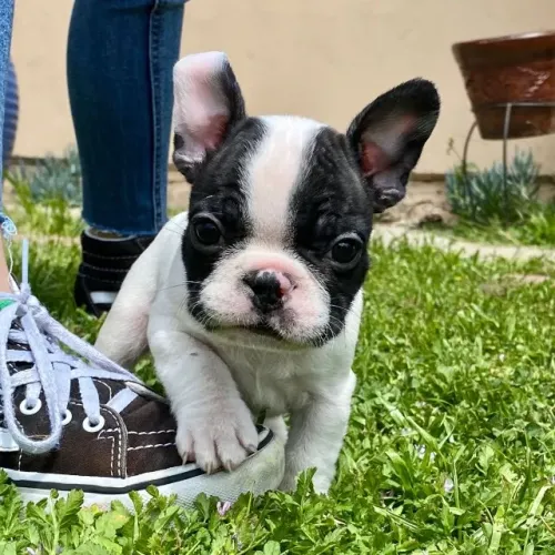Bulldog frances pronto para voce 