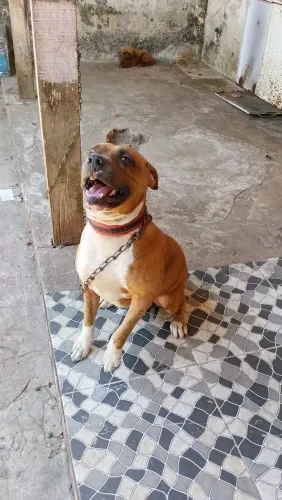 Doação do Apollo