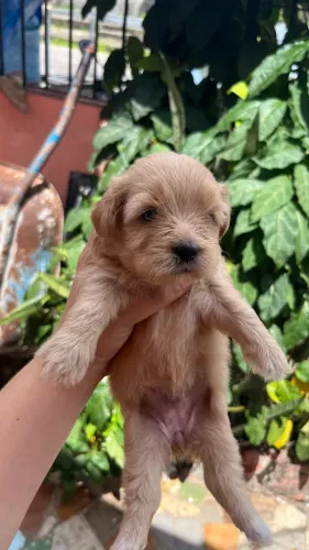 Lindos filhotes de poodle toy