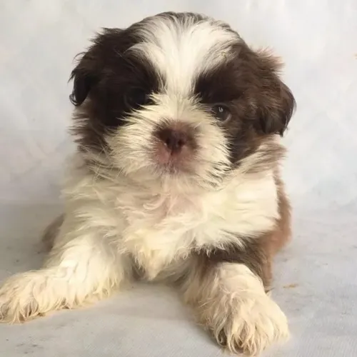 Filhote de shih tzu Encantar Qualquer Família