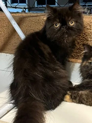 Gato persa