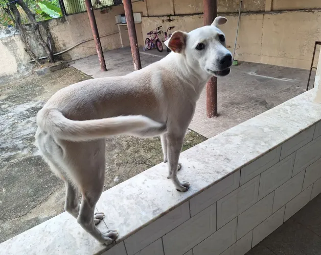 DOAÇÃO FÊMEA LABRADOR COM VIRA LATA