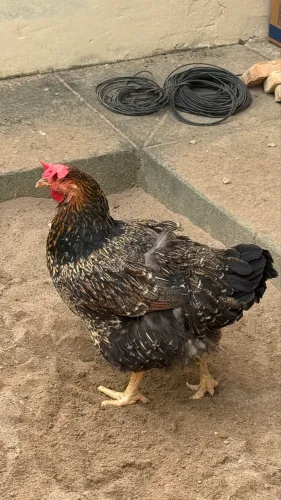 Galinha GSB