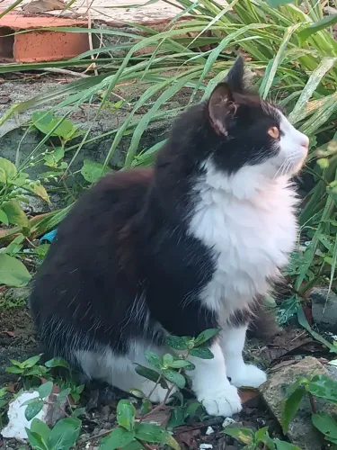 Doa-se gato macho preto e branco 