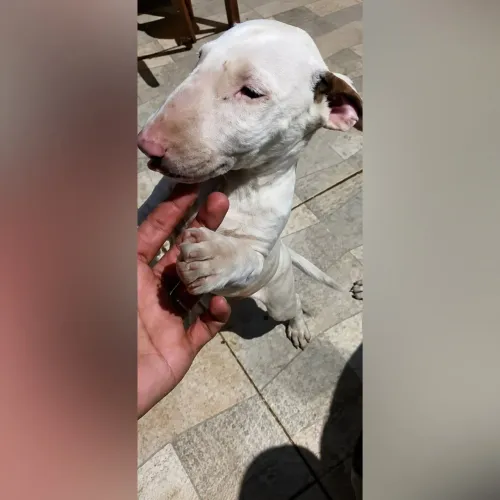 Bull Terrier inglês standard - Fêmea Branca 
