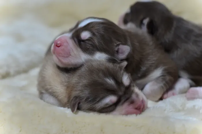 Husky siberiano pelagem wooly 