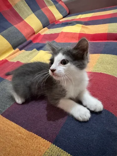 Gatinho para adoção