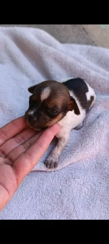 Pincher fêmea pequenininha 