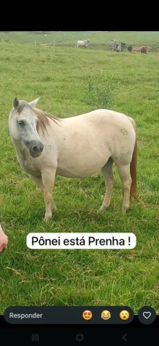 Cavalos 